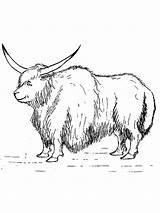 Ausmalbilder Yak  Kostenlose Malvorlagen sketch template