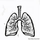Lungs Coloring Pages  Free & Printable sketch template