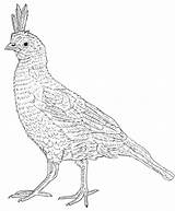 Quail Coloring Page sketch template