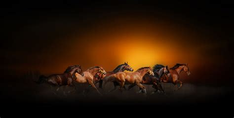 Majestic Horses Running at Sunset - HD Wallpaper by Nasser Osman