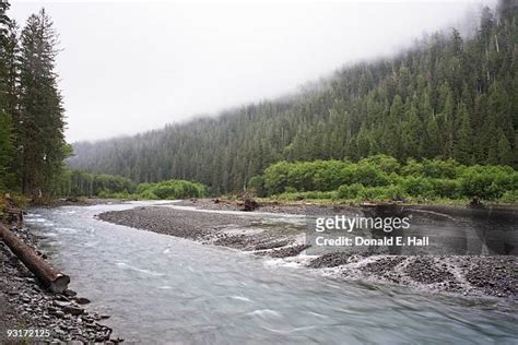 42 Quinault River Stock Photos, High-Res Pictures, and Images - Getty Images