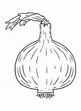 40  Onion Coloring Pages Free Printable PDF JPG PNG & Online Coloring sketch template