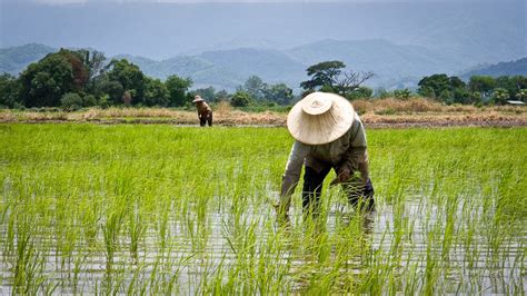 タイの米農家の気候変動対策 - OurWorld 日本語