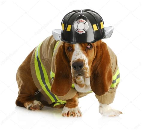 Dog firefighter Stock Photo by ©willeecole 14085437