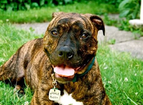 Brindle Dog Names – 160 Perfect Ideas! - PetPress