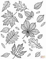 Frunze De Toamnă colorat  Desene Gratis sketch template