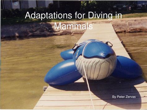 The Many Adaptations Of Amphibians – DesertDivers