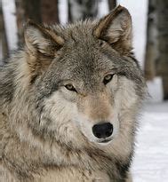 Colorado Wolf and Wildlife Center | PACK