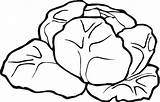 Lettuce 5 coloring Page  Super Coloring ClipArt Best sketch template