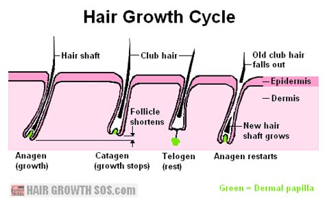 Hair Growth Cycle? Or Should That Be Hair LOSS Cycle?