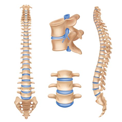 Human Anatomy Illustration Vector Art PNG, Human Spine Anatomy Chart ...