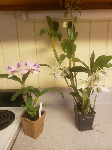 Repotting Dendrobium (and Catt.) advice : r/orchids