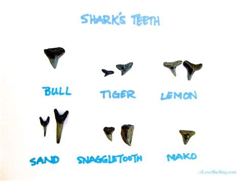 Shark Tooth Identification Chart