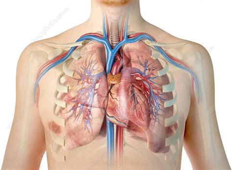 Male Chest Anatomy Of Thorax With Heart Veins Arteries And Lungs Poster Print By Leonello ...