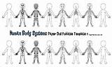 Human Body Systems Coloring Coloring Pages sketch template