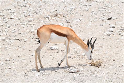 19 Wild Animals in Israel [Wildlife in Israel] - Kevmrc