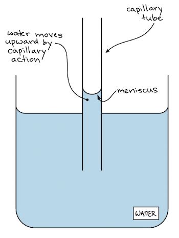 Cohesion Of Water Diagram