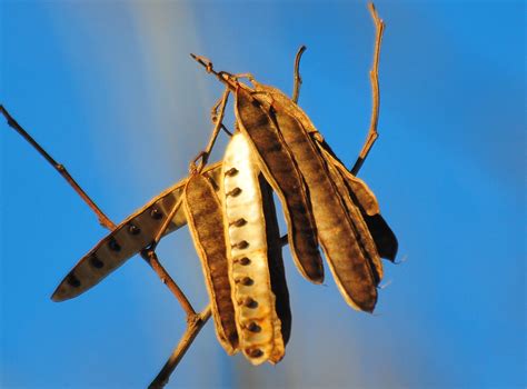 Black Locust Seed Pods by Chris Earley | The results of the … | Flickr