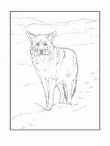 Coyote coloring Pages sketch template