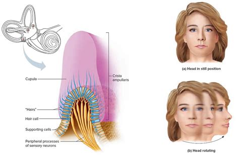 Vestibular system, anatomy, function & vestibular system disorders