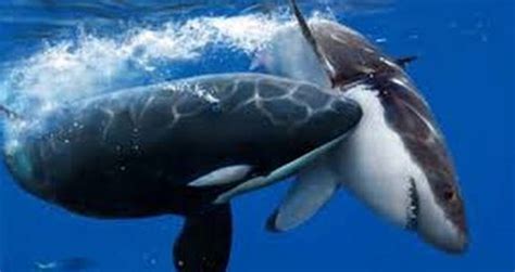 For Some Reason, Killer Whales Are Horrifically Murdering Great White Sharks