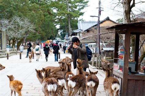 Nara Park - GaijinPot Travel