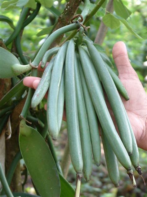 A pollination technique invented by a 12-year-old slave on the island of Réunion is why we have ...