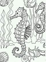 Seahorse coloring pages sketch template