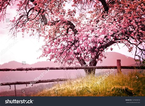 Blossom tree over nature background/ Spring flowers/Spring Background