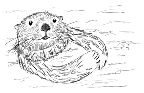 Draw a Sea Otter Step by Step | Art Starts