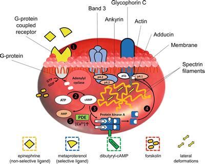 Frontiers | The Effects of Different Signaling Pathways in Adenylyl Cyclase Stimulation on Red ...