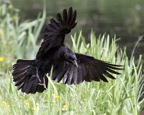 Crow Landing by SnowPoring on DeviantArt