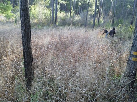 Quail Habitat Restoration - Southern Habitats