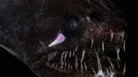 How Deep-Sea Fish Are So Exceptionally Black