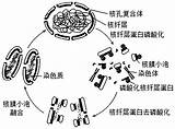 核纤层蛋白形成骨架结构支�于核膜的内侧，下图为细胞 高途 sketch template