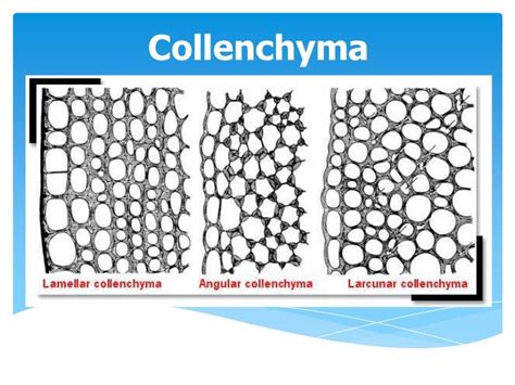 Collenchyma