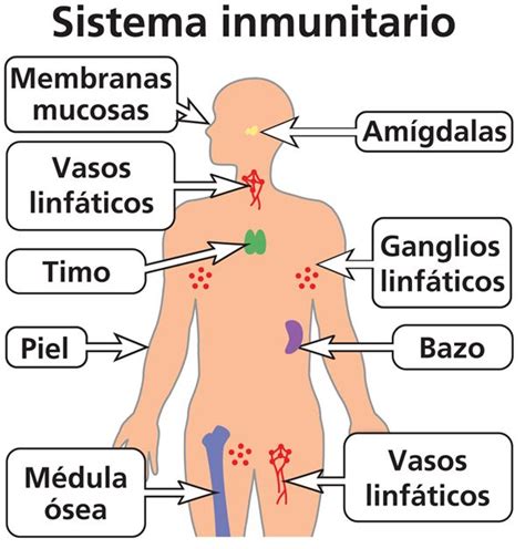 Rústico Celo Hong Kong timo sistema inmune Aturdir Patria Acechar