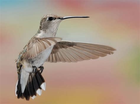 Female Black-chinned Hummingbirds (Male vs Female… | Birdfact