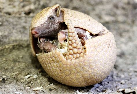 Pokemon armadillo - Irish Mirror Online