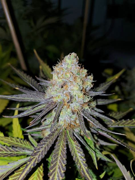 Critical Kush PLUS | EC Genetics Cannabis Seeds Canada