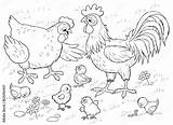 Chicken And Rooster Coloring Pages sketch template