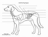 Veterinary Anatomy Coloring Pages sketch template