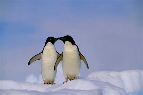 Adélie penguins show signs of self-awareness on the mirror test | WebLastInfo.com