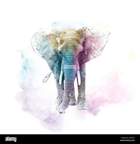 Watercolor Elephant. Digital illustration on white background Stock Photo - Alamy