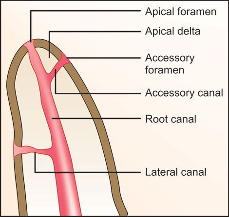 Apical Foramen