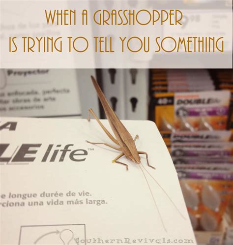 Grasshopper Quotes. QuotesGram