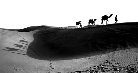 Arabian Camel in the Desert on Black and White - PixaHive