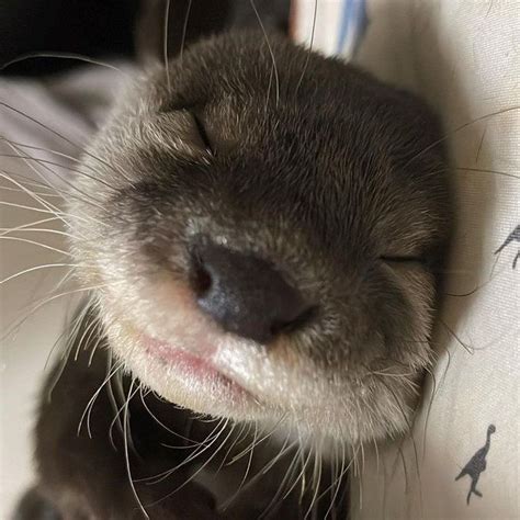 a close up of a small dog sleeping on a bed with its eyes closed and it ...