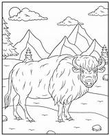 Buffalo coloring Page Sheet bison sketch template