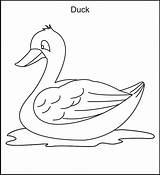 Free Printable Duck Coloring Pages For Kids  Best Galleries sketch template